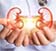 Urology icon