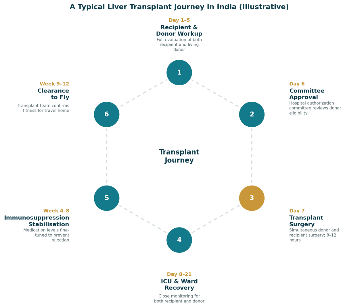 A typical living donor liver transplant journey in India, illustrative 9 to 12-week pathway: days 1 to 5 recipient and donor work-up; day 6 committee approval; day 7 simultaneous transplant surgery; days 8 to 21 ICU and ward recovery; weeks 4 to 8 immunosuppression stabilisation; weeks 9 to 12 clearance to fly.