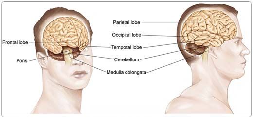 brain tumor surgery india